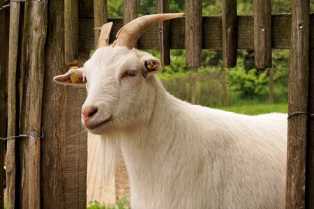 Horns billy goat pet photo