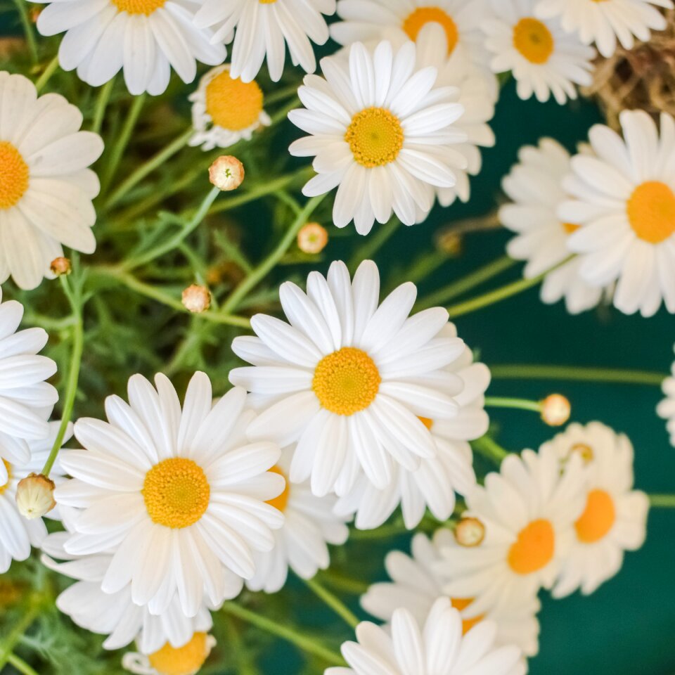 Spring floral plant