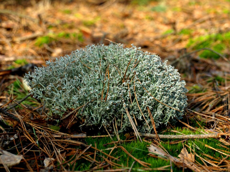 Forest litter green macro