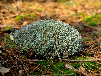 Forest litter green macro photo