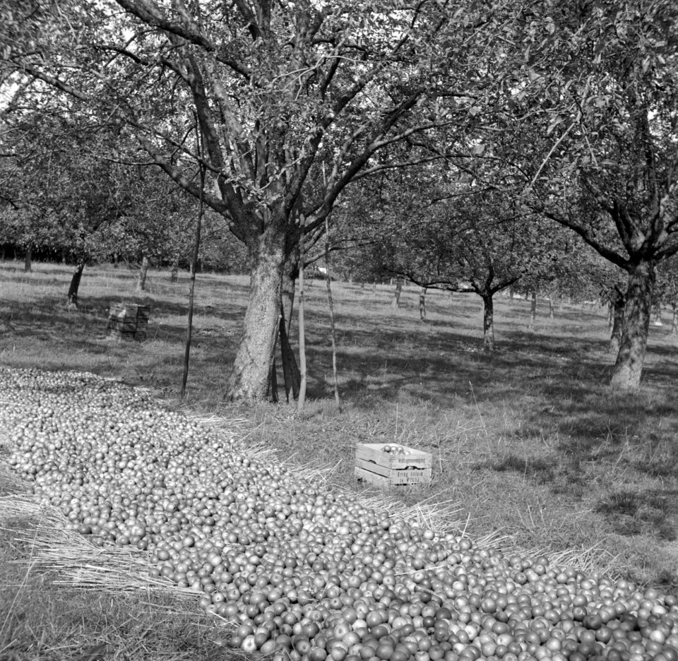 Geoogste appels, Bestanddeelnr 252-0221