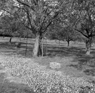 Geoogste appels, Bestanddeelnr 252-0221