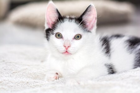 Young cat cat snuggle photo