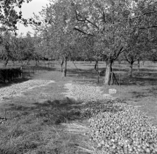 Geoogste appels, Bestanddeelnr 252-0222
