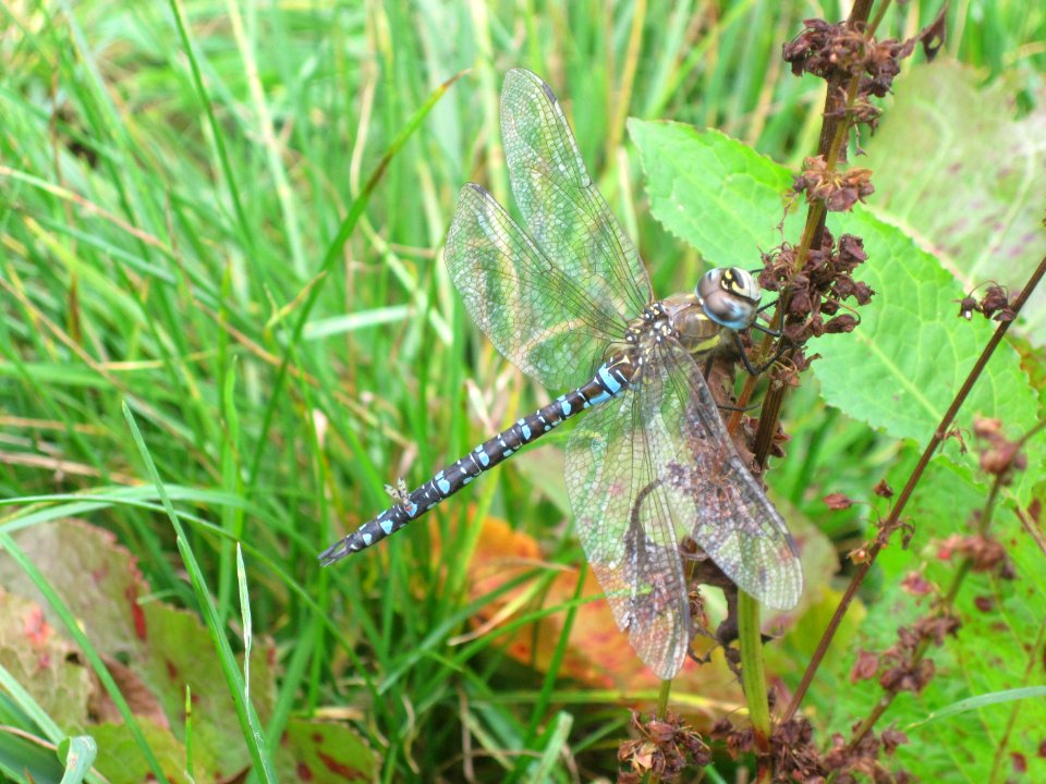 Geomyza tripunctata (Cereal fly) sitting on tail of Aeshna mixta (Migrant Hawker), Arnhem, the Netherlands