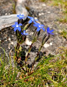 Gentiana-utriculosa-02-fws