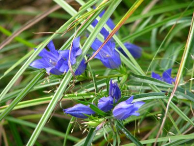 Gentiana pneumonanthe 9115
