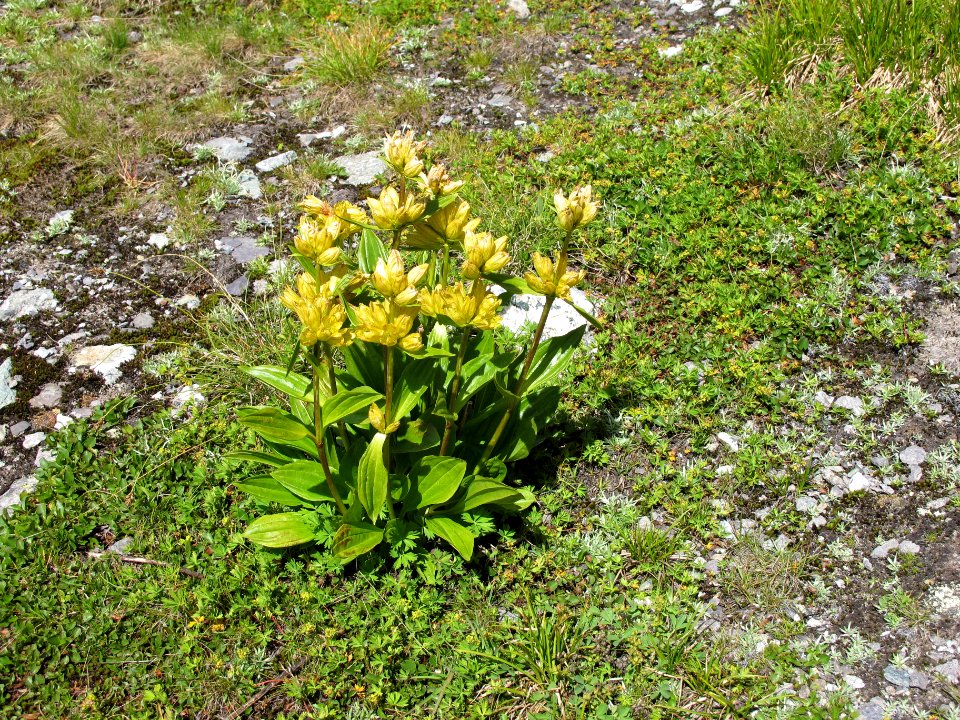 Gentiana punctata - 2016