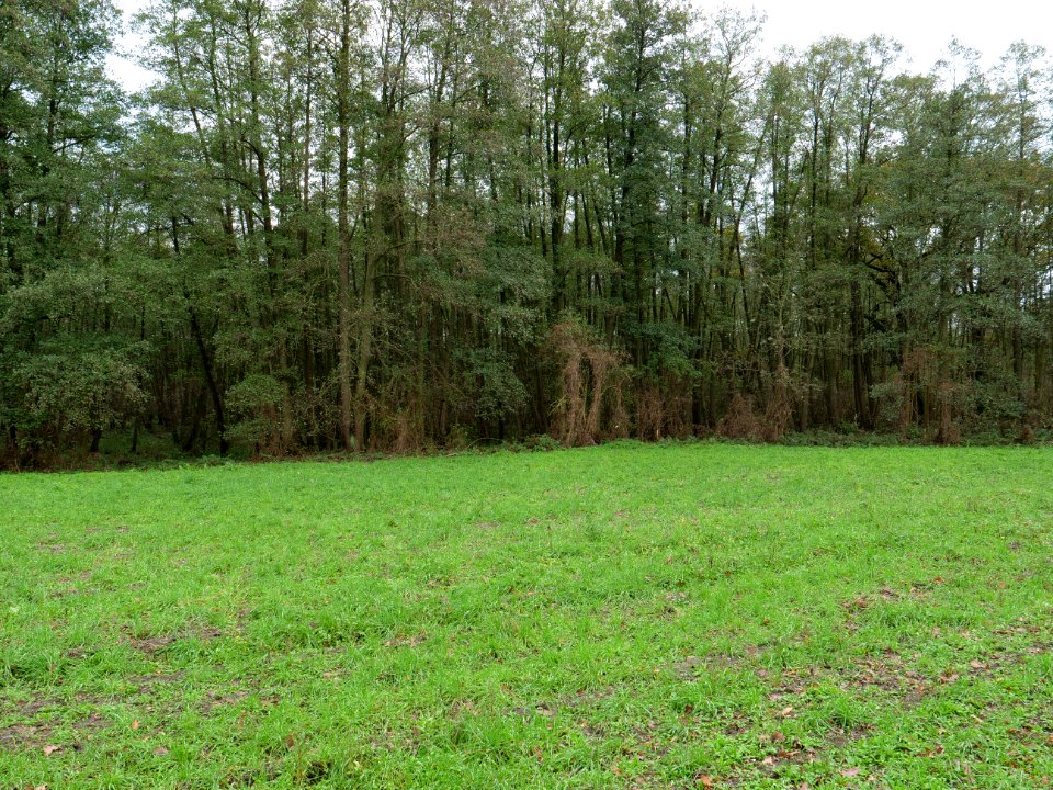 Genshagener Busch at Großbeeren on 2019-11-05 08