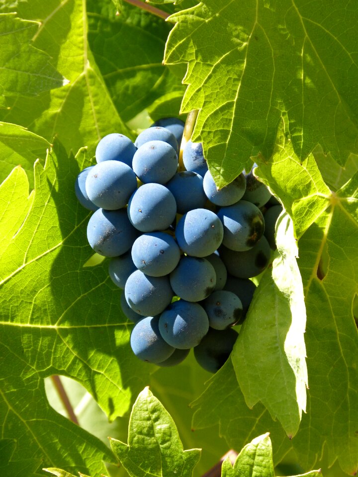 Garnacha vintage vine