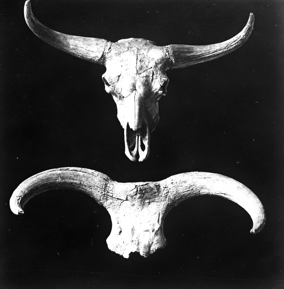 Geologie, schedels, wisent, oeros, Bestanddeelnr 193-0358