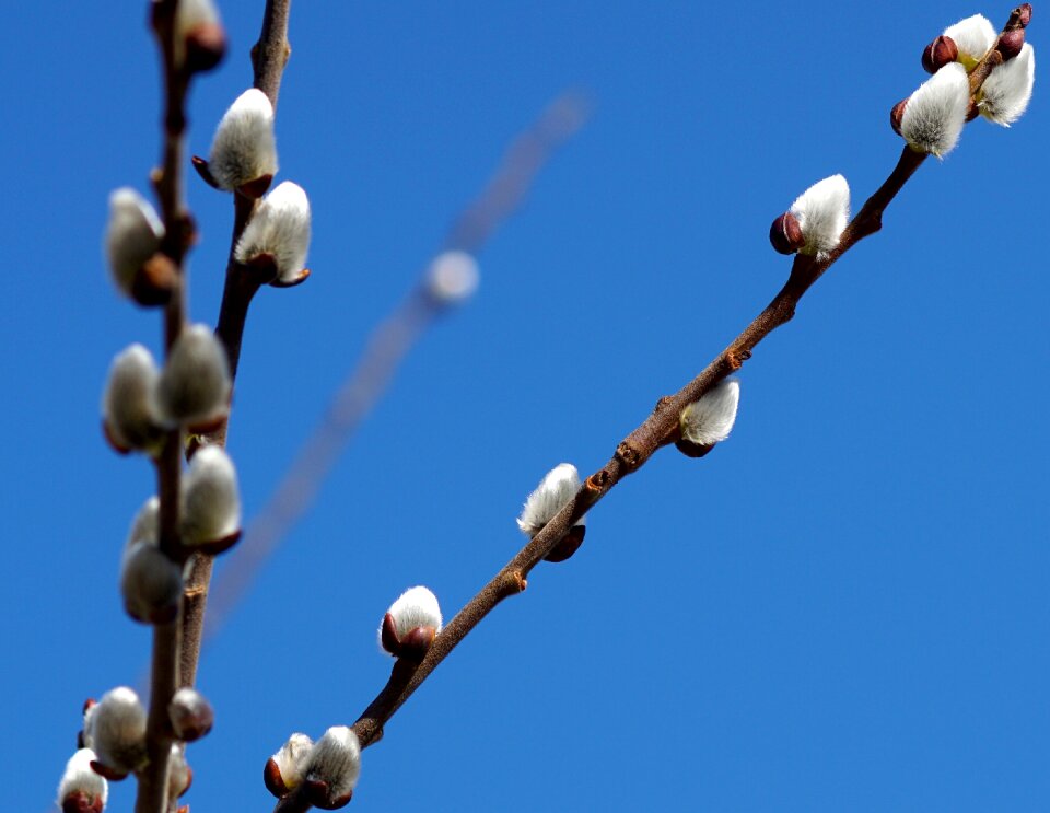 Spring hairy branch