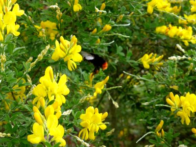 Genista-canariensis-4