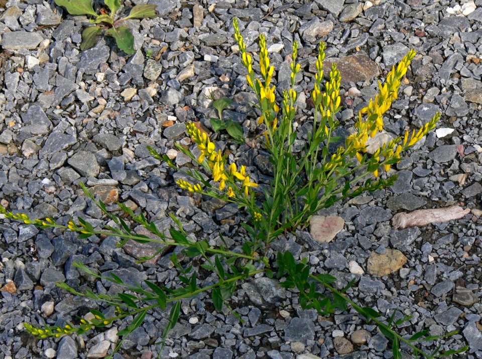 Genista tinctoria IP0706036