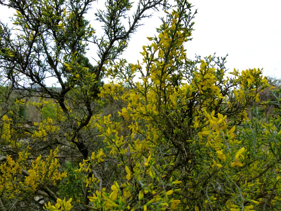 Genista - buisson, Jardin des Plantes de Paris