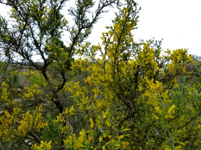 Genista - buisson, Jardin des Plantes de Paris