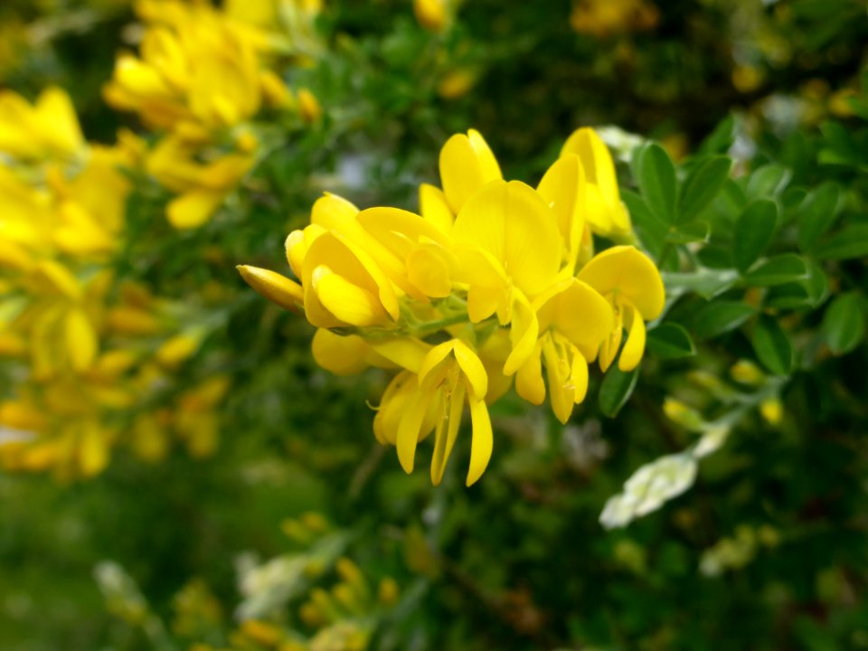 Genista-canariensis-5