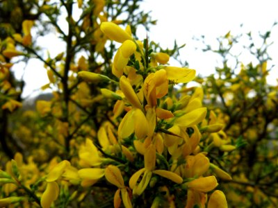 Genista - fleurs 2, Jardin des Plantes de Paris