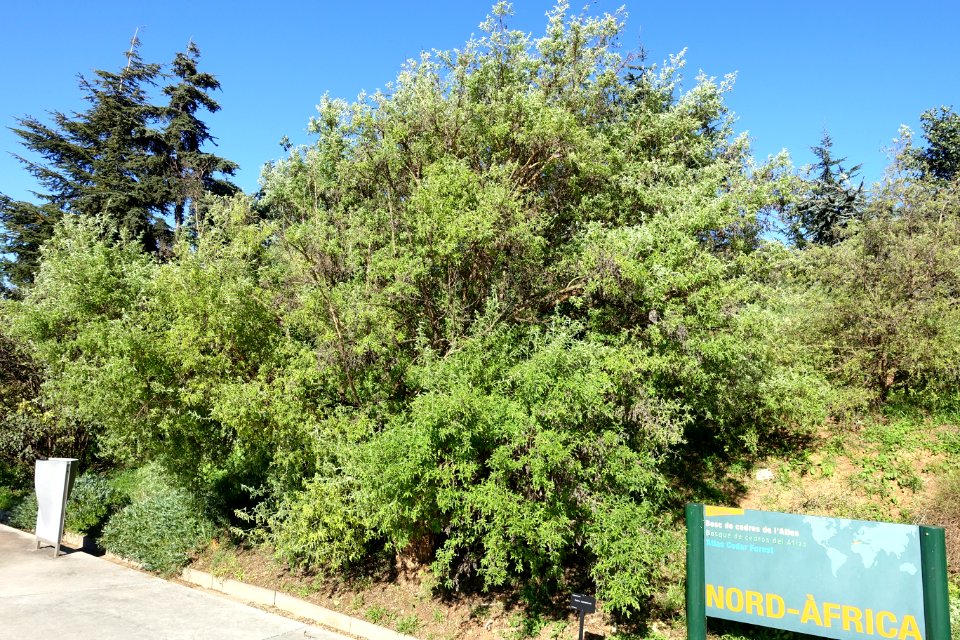 Genista osmariensis (Teline osmariensis) - Jardín Botánico de Barcelona - Barcelona, Spain - DSC09195