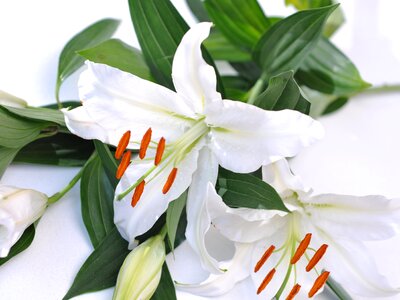 Lily white flower