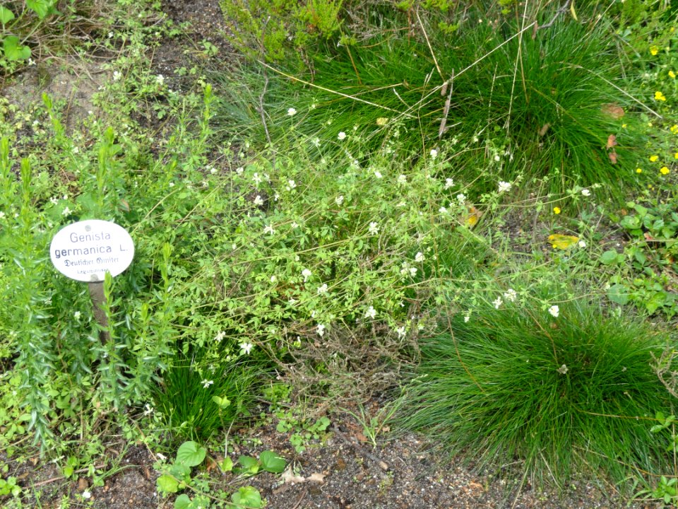Genista germanica - Botanischer Garten, Frankfurt am Main - DSC02600