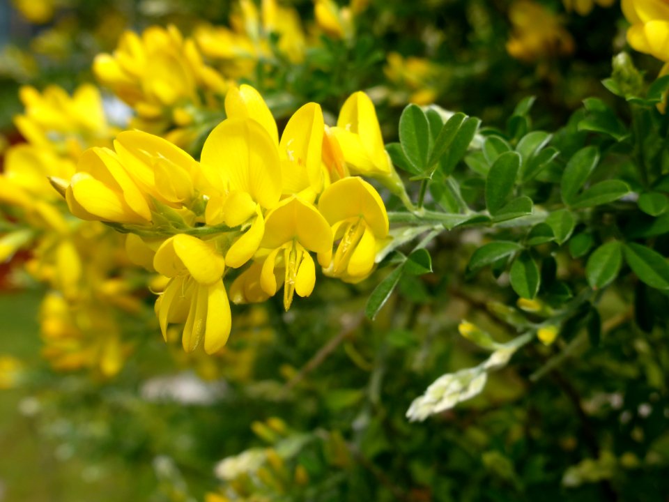 Genista-canariensis-6