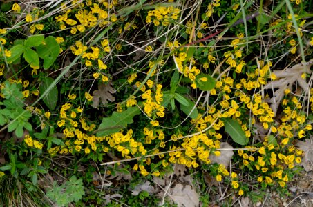 Genista pilosa 011