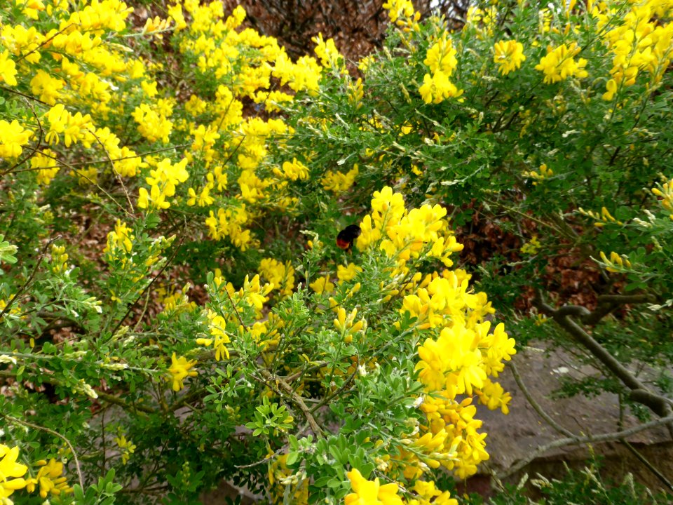 Genista-canariensis-2
