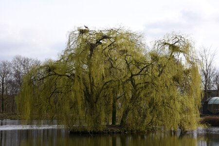 Weeping willow storks nests photo