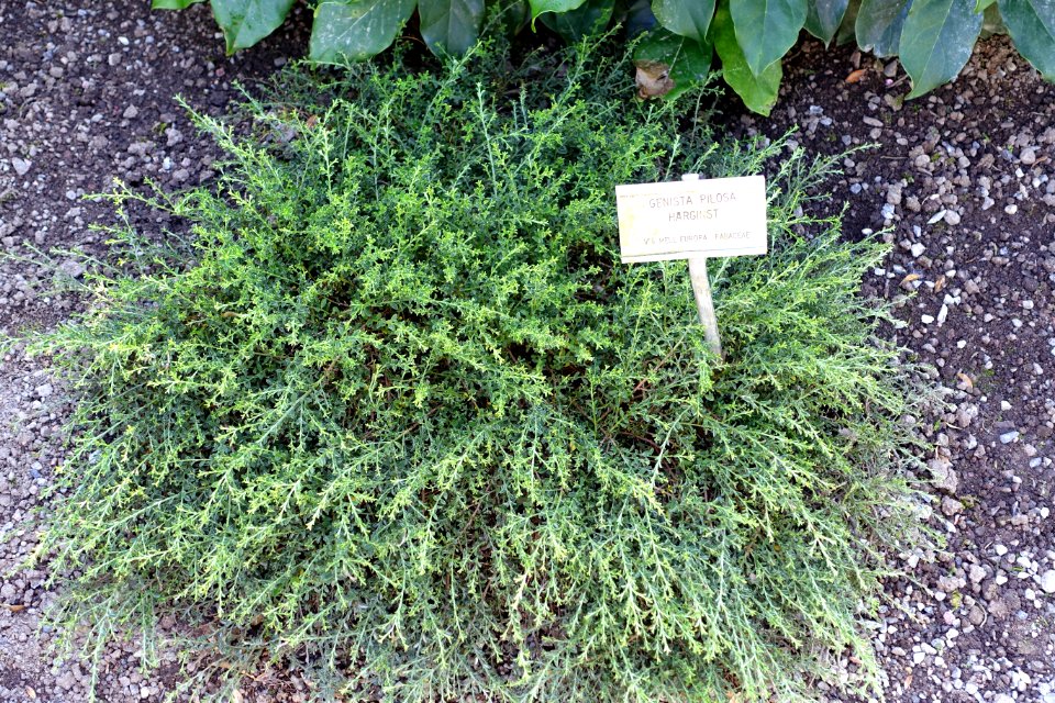 Genista pilosa - Bergianska trädgården - Stockholm, Sweden - DSC00318