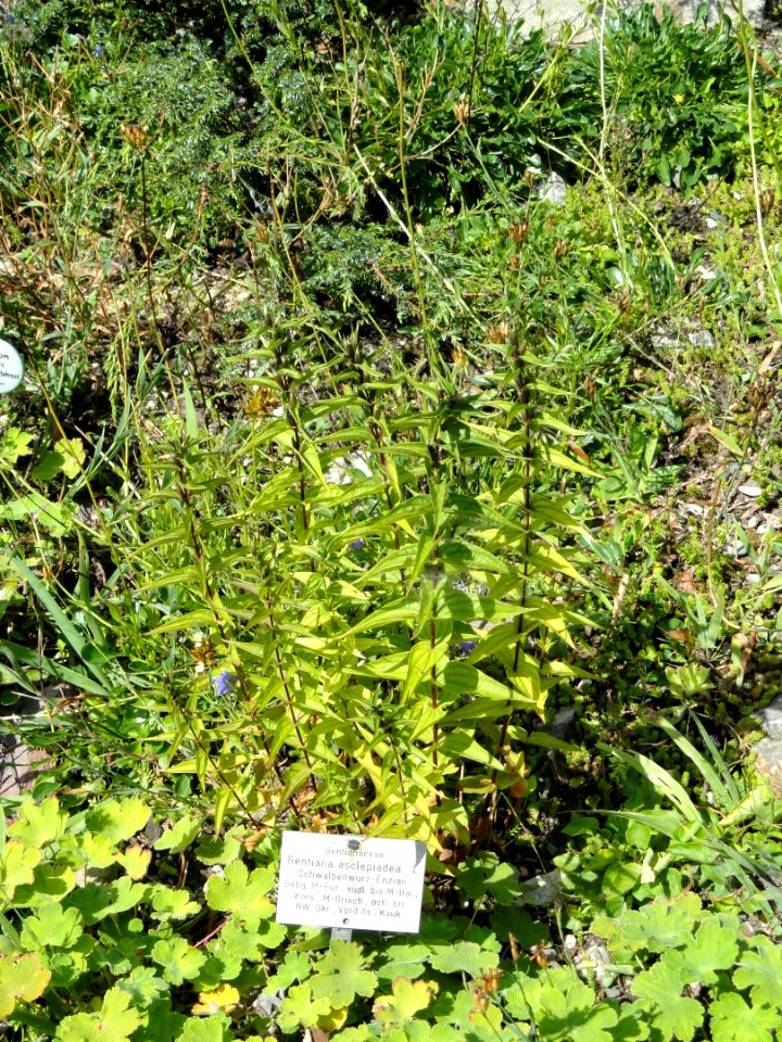 Gentiana asclepiadea - Botanischer Garten, Frankfurt am Main - DSC02648