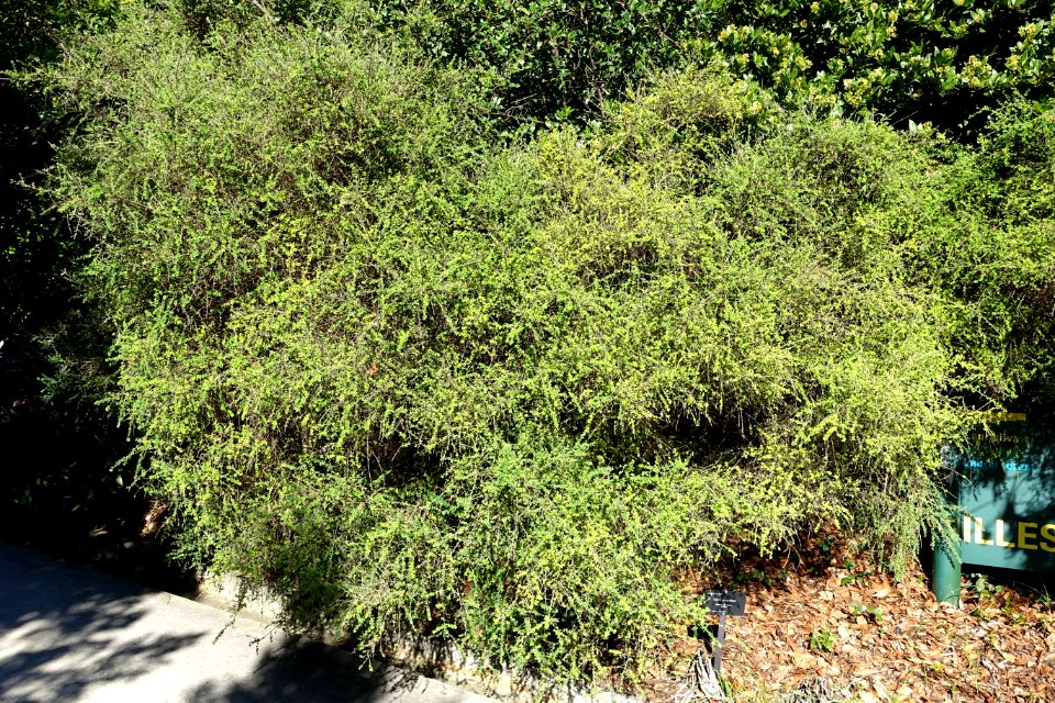 Genista canariensis (Teline canariensis) - Jardín Botánico de Barcelona - Barcelona, Spain - DSC09165