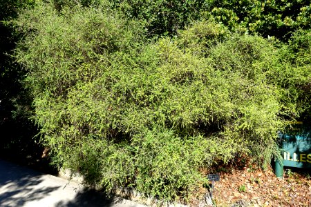 Genista canariensis (Teline canariensis) - Jardín Botánico de Barcelona - Barcelona, Spain - DSC09165