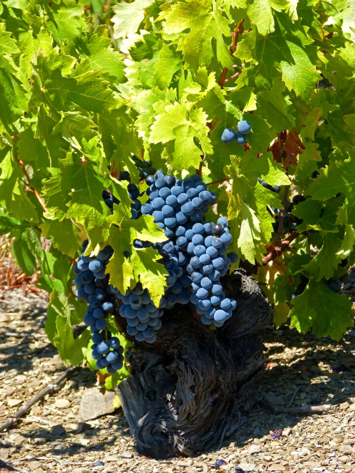 Slate llicorella vineyards