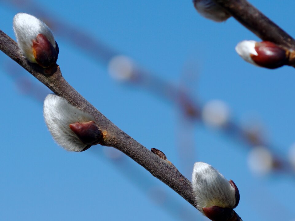 Spring close up hairy