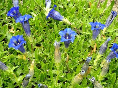 Gentiana acaulis - Botanischer Garten Freiburg - DSC06425