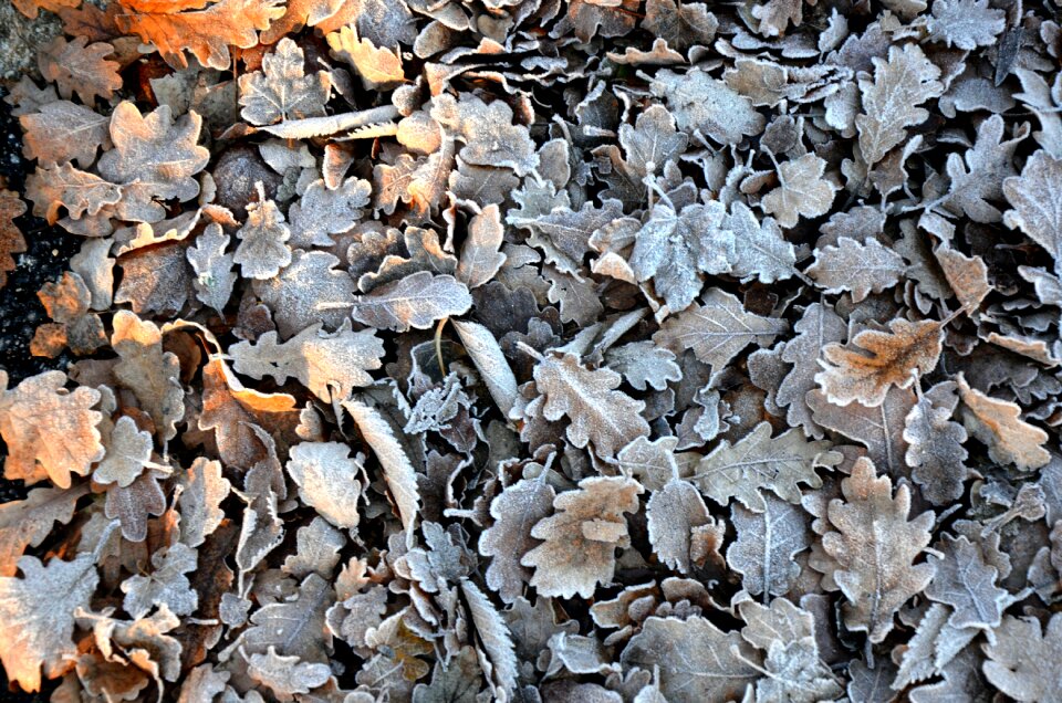 Autumn leaves yellow sheet foliage