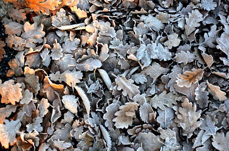 Autumn leaves yellow sheet foliage photo