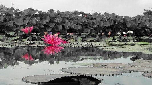 Flower nymphaea alba hasuike