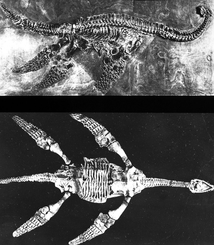 Geologie , ichthyosaurus, pelagosaurus, Bestanddeelnr 193-0360