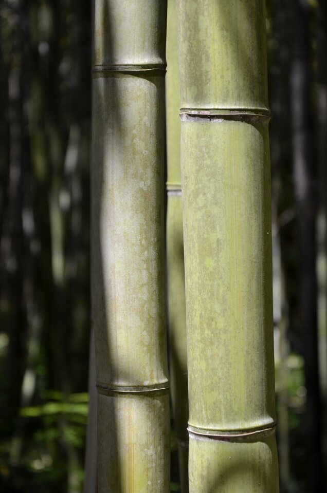 Vegetation plant garden
