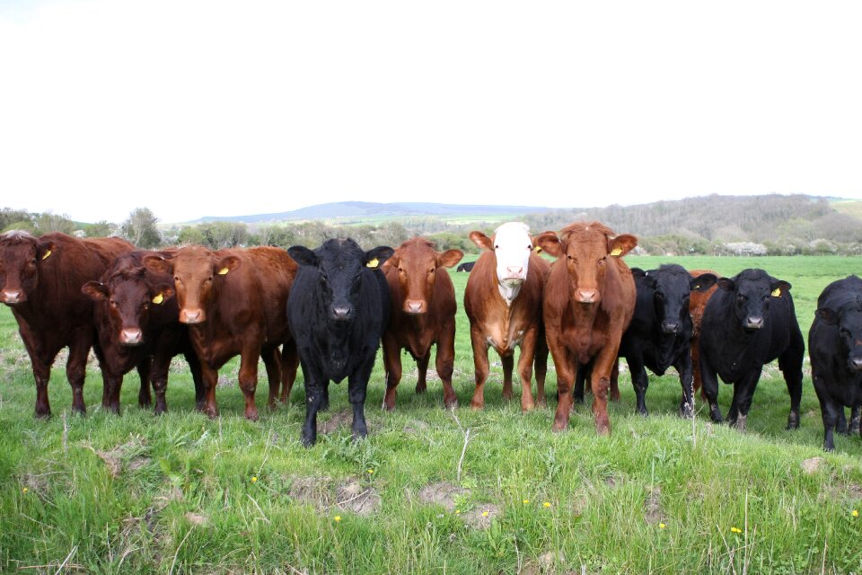 Brown burger cattle