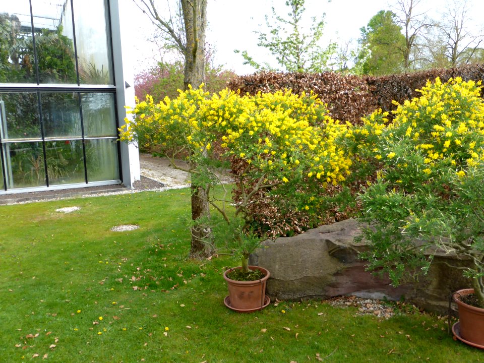 Genista-canariensis-1