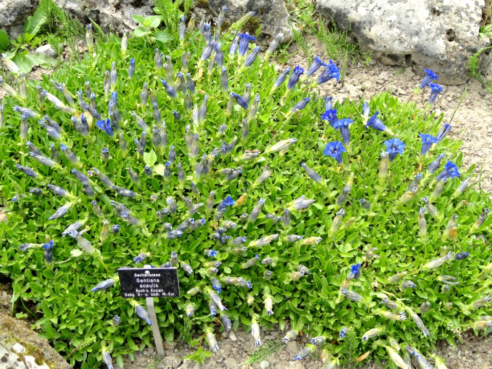 Gentiana acaulis - Botanischer Garten Freiburg - DSC06424
