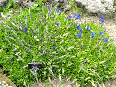Gentiana acaulis - Botanischer Garten Freiburg - DSC06424