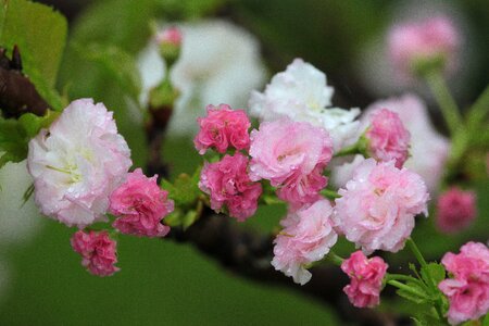 Spring spring rain water drops photo