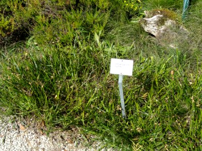 Genista sagittalis - Botanischer Garten, Frankfurt am Main - DSC02606