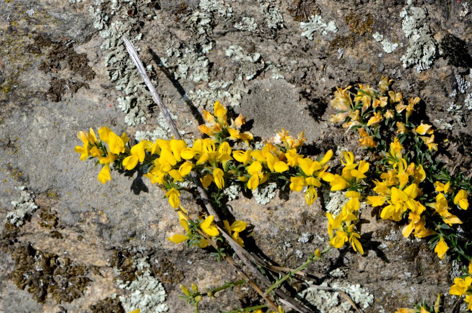 Genista pilosa Habit