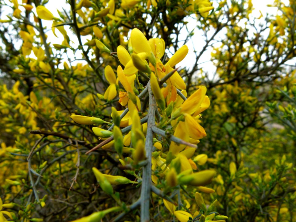 Genista - fleurs 1, Jardin des Plantes de Paris