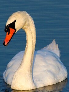 Swan waterfowl swans